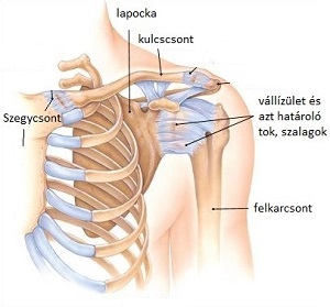 fájdalom a jobb vállízületben hogyan kell kezelni