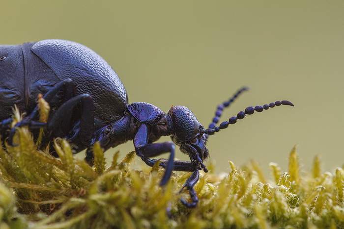 ízeltlábúak, ahol készülnek